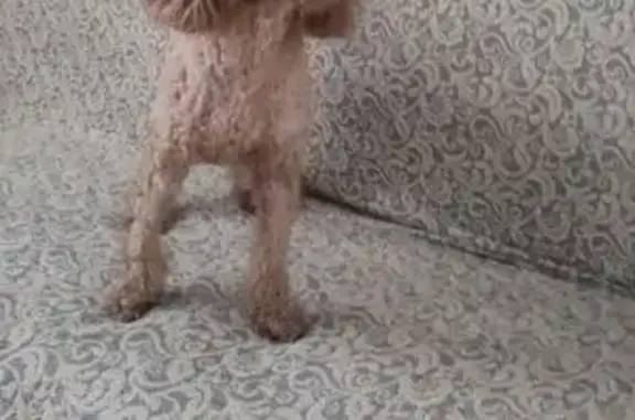 Найдена собака, Киров, фото: Пудель найден на пр. Строителей, 5 к2, Киров