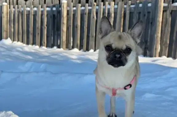 Пропала собака на ул. Ковалевской, 7, Ижевск