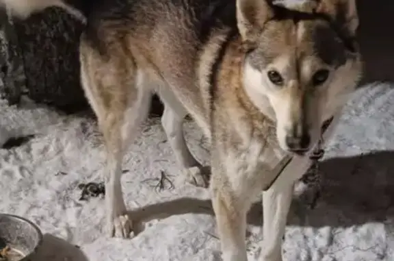 Пропала собака, Грунтовая 1И, Красноярск