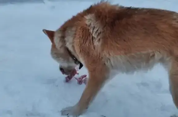 Найдена собака, Ольдеево, фото: Собака найдена: Ольдеево, Чувашия