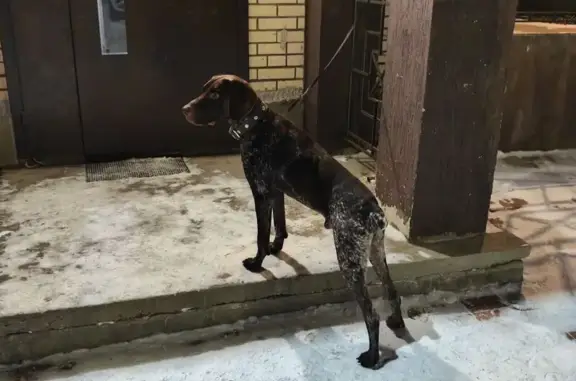 Найденные животные Северодвинск, фото: Собака найдена на Южной улице, Северодвинск