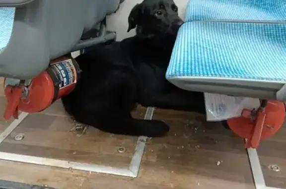 Найдена собака, Москва, фото: Собака найдена на Алтайской улице, Москва