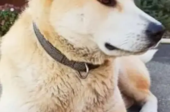 Пропала собака, ул. Ярославского 93, Краснодар