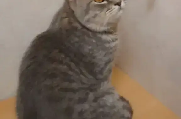 Пропала кошка на Татищевской, 33, Волгоград