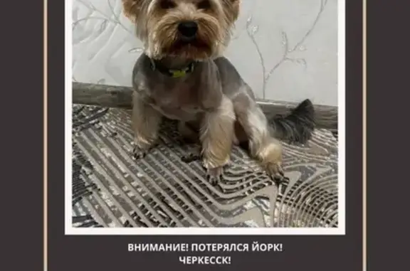 Пропала собака, Черкесск, Карачаево-Черкесия