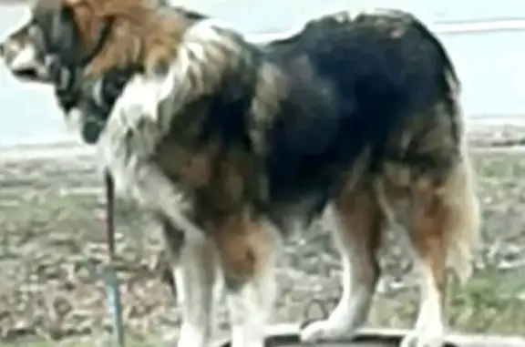 Пропала собака, Тобольская 39, Ялуторовск