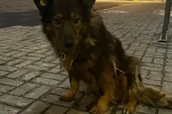 Найдена собака, Тула, фото: Собака найдена у 