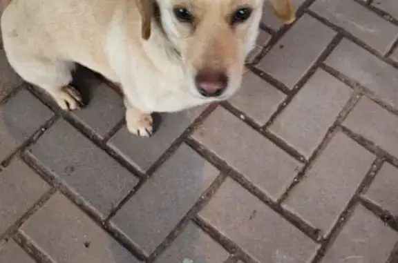 Найдена собака, Краснодар, фото: Собака найдена: ул. Щорса 47, Краснодар