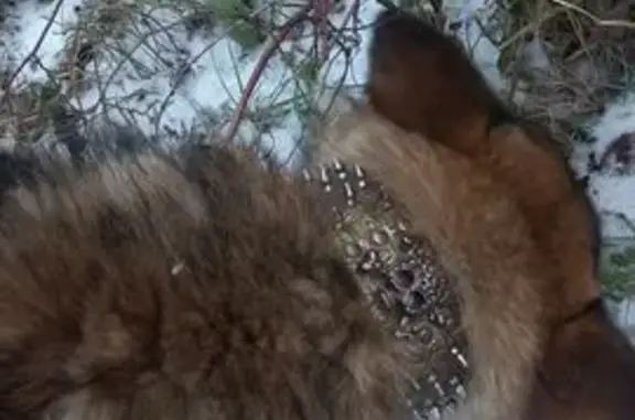 Найдена собака, Тула, фото: Собака найдена у Октябрьской 217к2, Тула