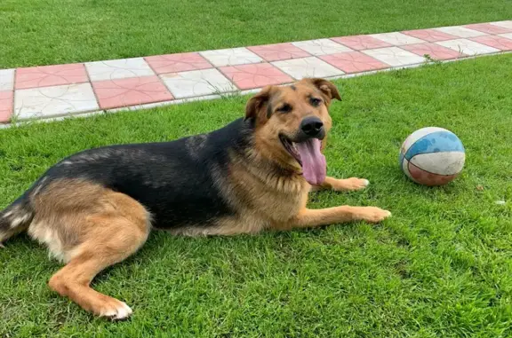 Пропала собака, Руза, МО