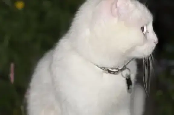 Пропал глухой кот, ул. Гризодубовой, 121