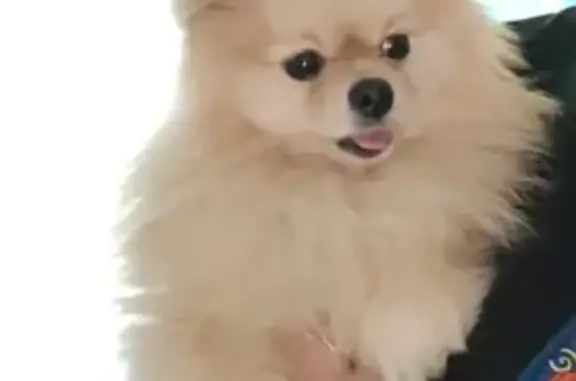 Найдена собака, Краснодар, фото: Собака найдена: ул. Сапрунова, Краснодар