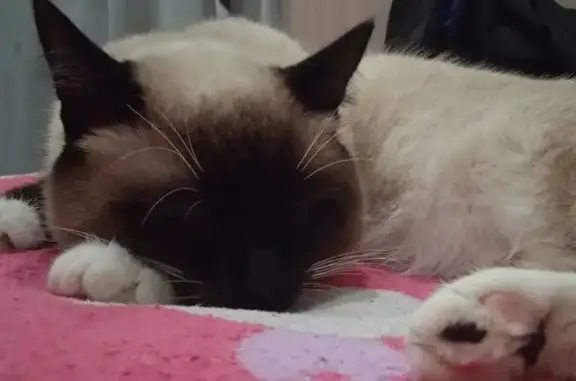 Пропала кошка, Барнаул, б-р 9 Января, 99