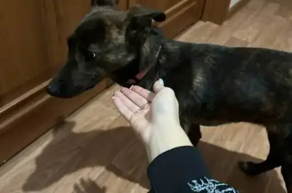 Найдена собака, Курск, фото: Собака найдена: Дериглазова, 45, Курск