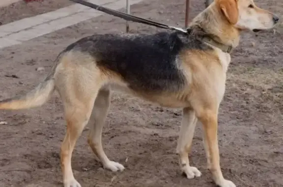 Пропала собака, Вышетравино, 61Н-463