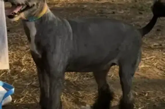 Пропала собака на наб. Фикрята Табеева