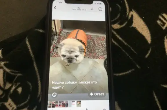 Найдена собака, Москва, фото: Мопс найден у школы Пушкина, Бауманская 33/2