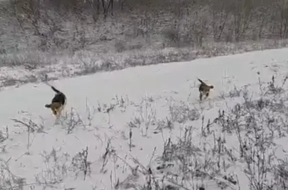 Пропала собака: Тамбов, Новая Жизнь