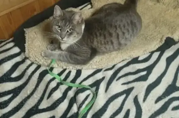 Пропала кошка, Автомобильная 5Д, Пушкин