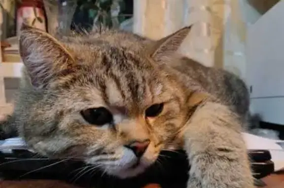 Пропала кошка, ул. Кржижановского, Ростов