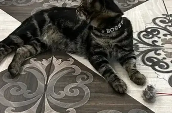 Кошка найдена: Трёхгорная ул,...