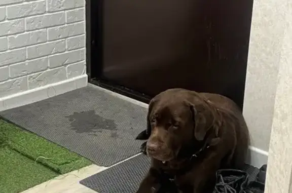 Найдена собака, Кемерово, фото: Найден шоколадный лабрадор, Кемерово