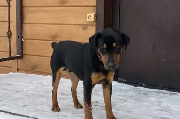 Найдена собака, Егорьевск, фото: Найдена собака, МО, красный ошейник