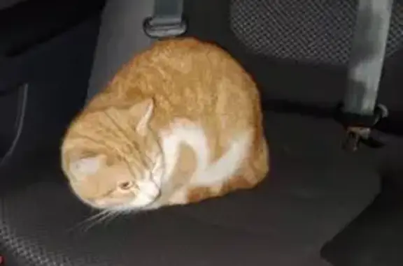 Кошка найдена, Редкино, Тверск...