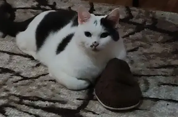 Объявления о пропавших и найденных животных, Удомля, фото: Пропала кошка, ул. МЮДа, 12, Удомля