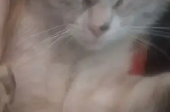 Пропала кошка, Димитровград, Ульяновск