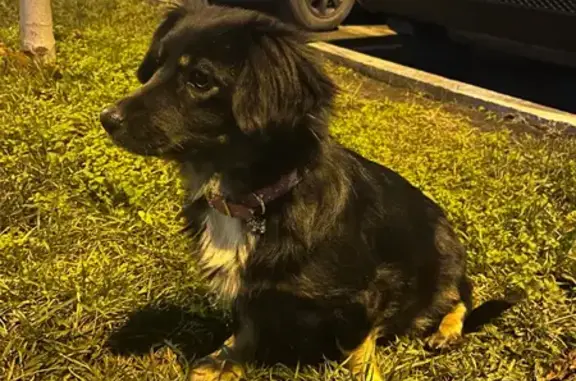 Нашли собачку может кто потерял или кто-нибудь заберет в добрые руки, очень ласковая, чистая, очень жалко. Находится на улице Дубравная 19, под балконами около 3 подъезда .