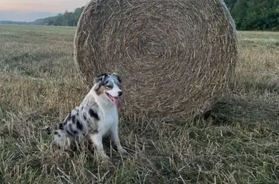Пропала собака, Привалово, МО