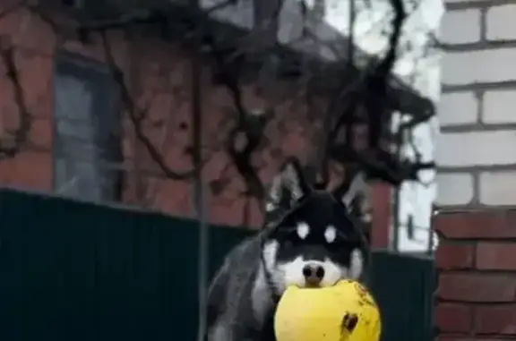 Пропала собака, ул. Ленина 246А, Калининская