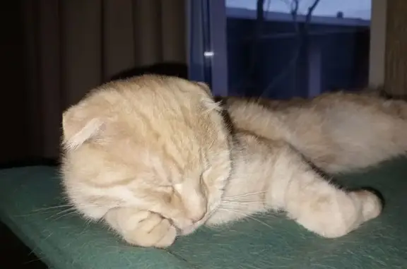 Пропала кошка, Восточная ул. 84, Тимофеевка