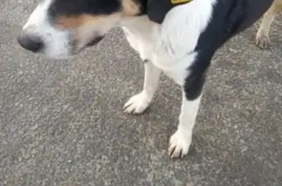 Найдена собака, Калуга, фото: Собака найдена на Волковской улице, Калуга