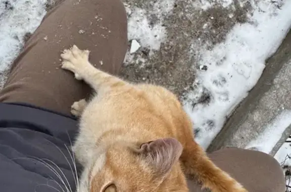 Найдена кошка, Булгаково, Школ...