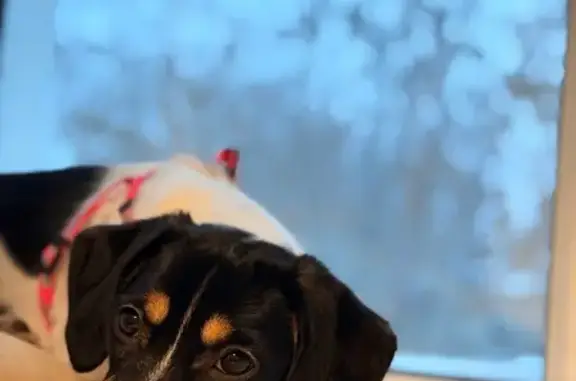 Найденные животные Казань, фото: Собака найдена: ул. Ершова, 7А, Казань