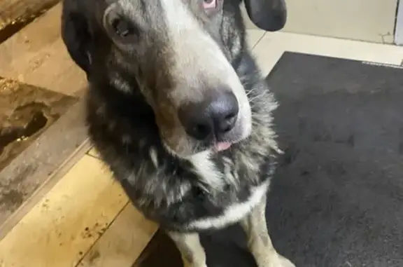 Найдена собака, Санкт-Петербург, фото: Найден кобель у метро пр.Ветеранов