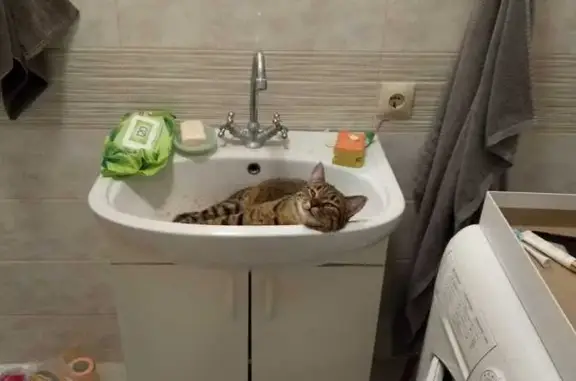 Пропала кошка, Казань, Татарстан