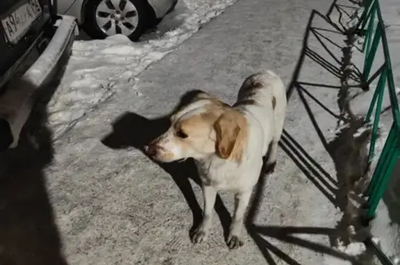 Найденные животные Новокузнецк, фото: Собака найдена: пр. Ермакова, 36, Новокузнецк