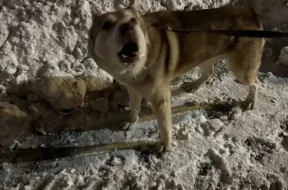 Найдена собака, Киров, фото: Хаска найдена на ул. Ивана Попова, 21