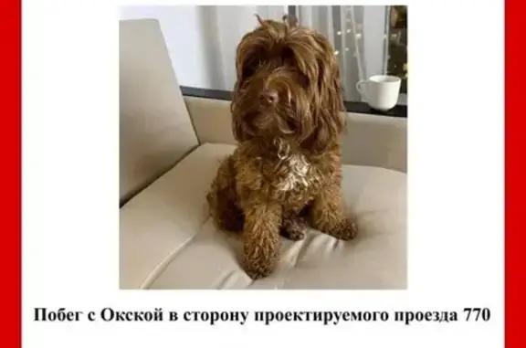 Пропала собака на Люблинской 33/2 к2