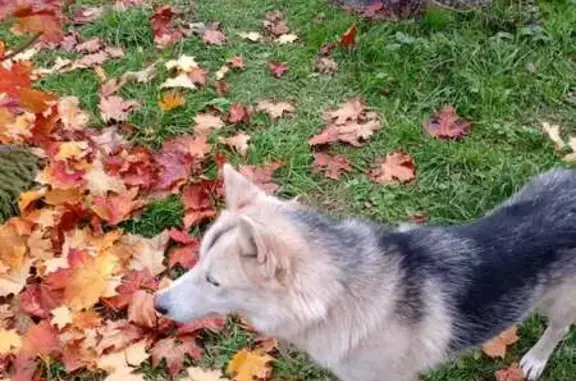 Пропала собака, Коржинский, Коми