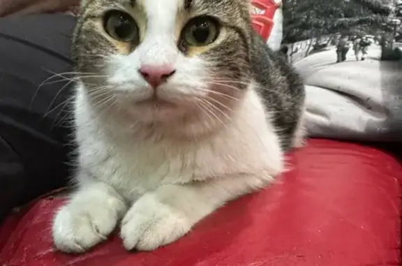 Кошка найдена: Доломановский п...