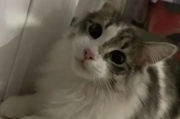 Пропала кошка, ул. Фрунзе, 5, Володарск