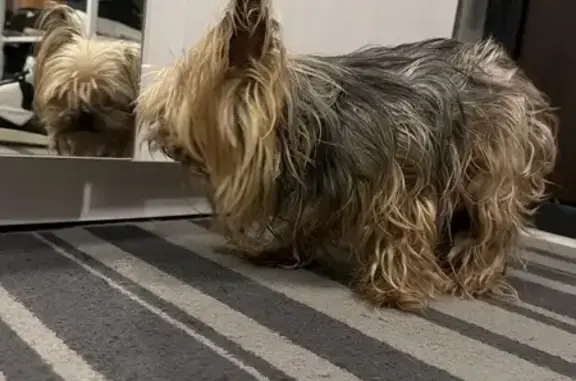 Найдена собака, Всеволожск, фото: Йорк найден: Балашова 3 к1, Всеволожск