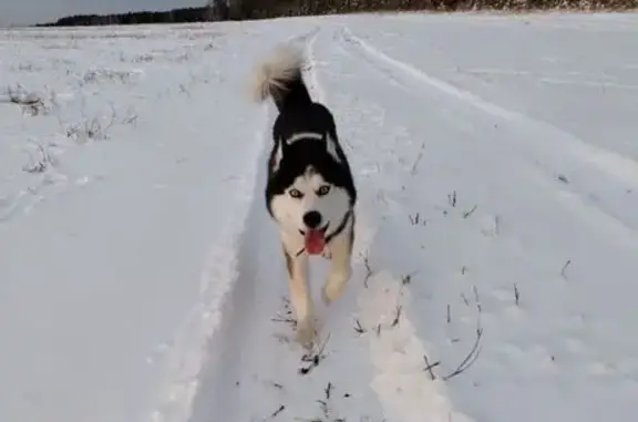 Пропала собака, Щелкун, 65К-2501000