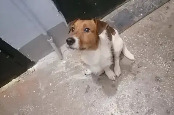 Найдена собака, Новокуйбышевск, фото: Найдена собака на Самарском шоссе, Новокуйбышевск