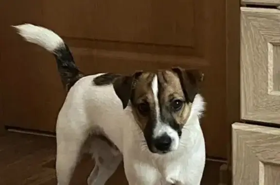 Пропала собака, ул. А. Невского, Калининград