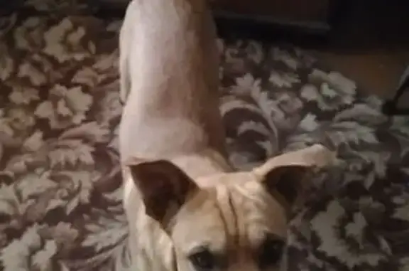 Собаки потеряшки, Астрахань, фото: Потеряшка собака на Виноградной, 15А, Астрахань